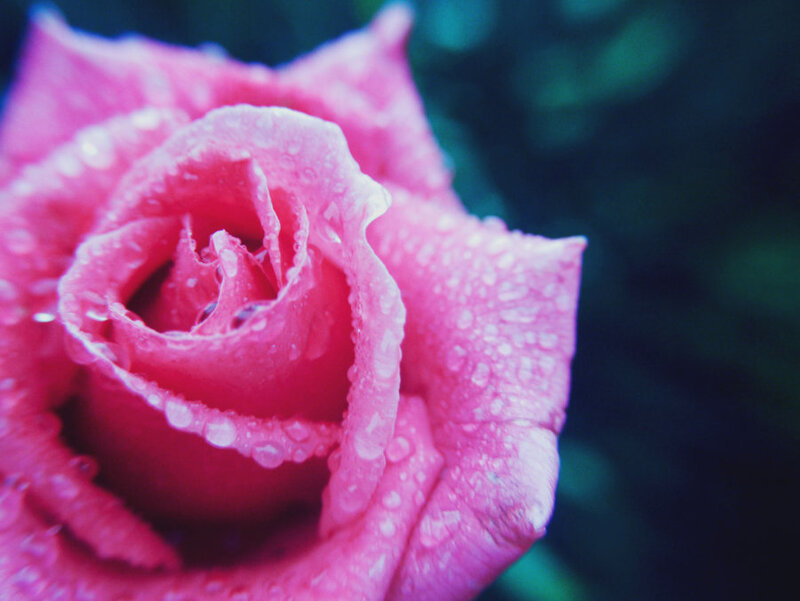 Pink Rose with Water Droplets — Serene, Photograph, Water Droplets, Green Background