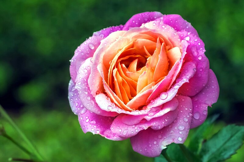 Pink Rose with Water Droplets — Serene, Photograph, Water Droplets, Green Leaves, Out of Focus Background
