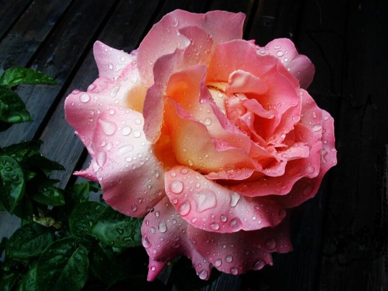 Pink Rose with Water Droplets — Serene, Photograph, Water Droplets, Green Leaves, Wooden Surface