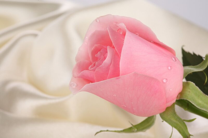 Pink Rose with Water Droplets — Serene, Photograph, Water Droplets, Green Stem