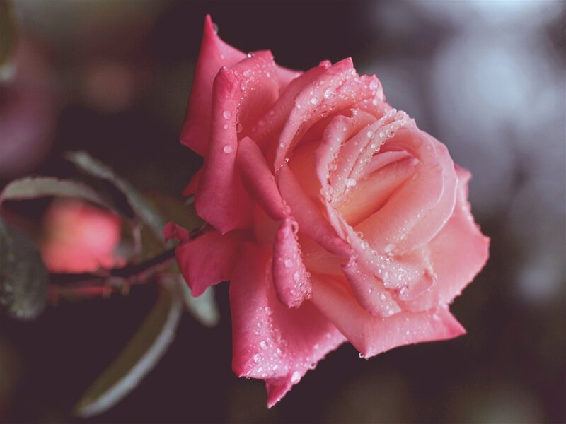 Pink Rose with Water Droplets — Serene, Photograph, Water Droplets, Leaf, Bud