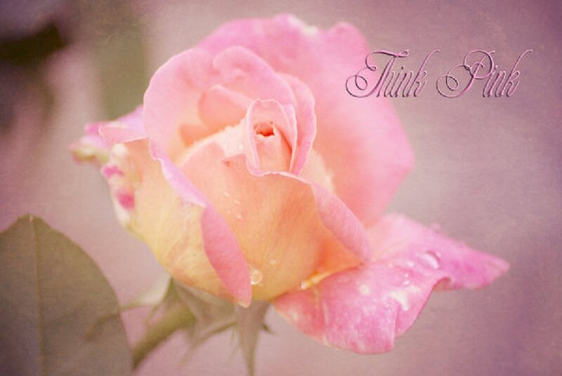Pink Rose with Water Droplets — Serene, Photograph, Water Droplets, Leaf