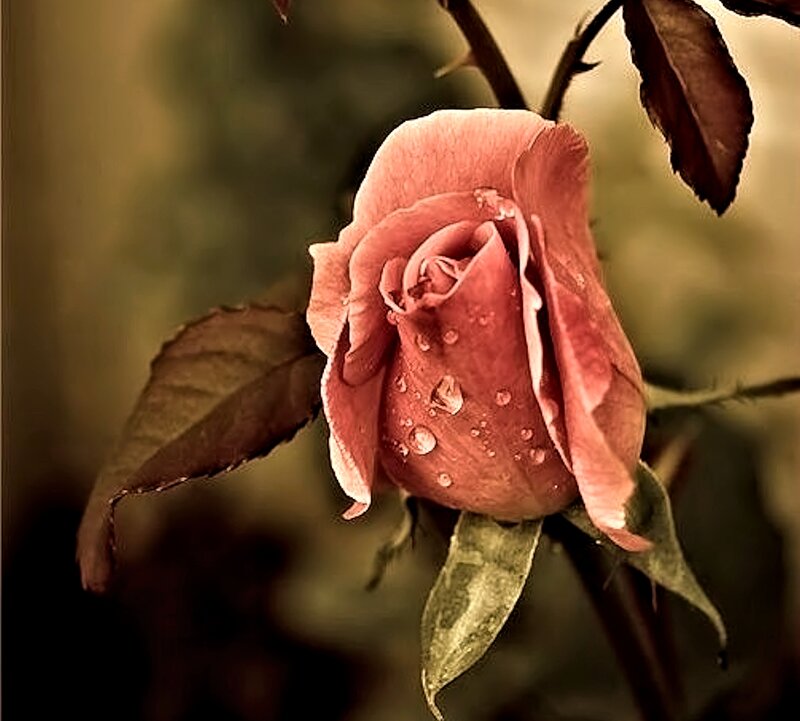 Pink Rose with Water Droplets — Serene, Photograph, Water Droplets, Leaves, Stem