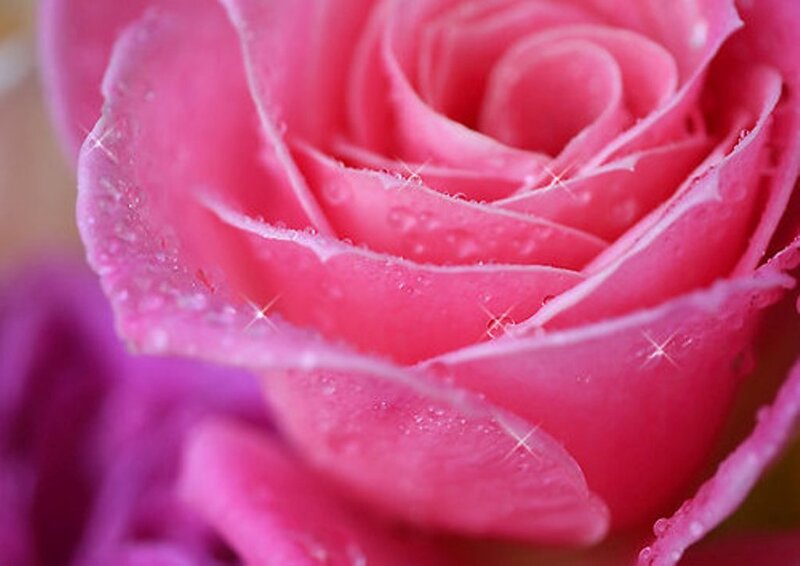 Pink Rose with Water Droplets — Serene, Photograph, Water Droplets, Petals