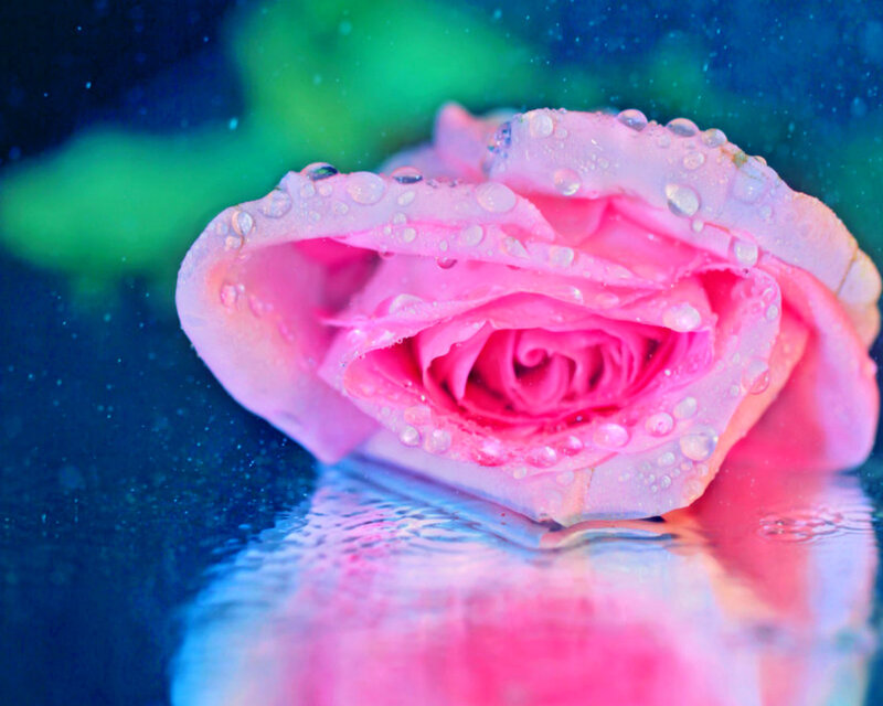 Pink Rose with Water Droplets — Serene, Photograph, Water Droplets, Reflection