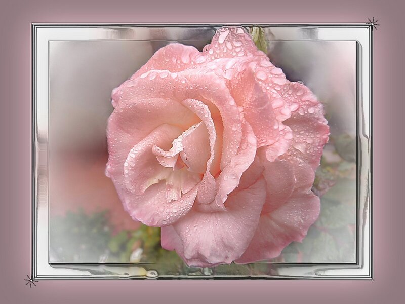 Pink Rose with Water Droplets — Serene, Photograph, Water Droplets, Silver Frame