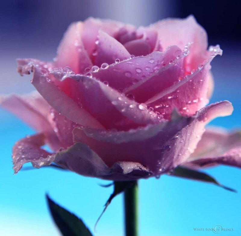 Pink Rose with Water Droplets — Serene, Photograph, Water Droplets, Stem, Leaf