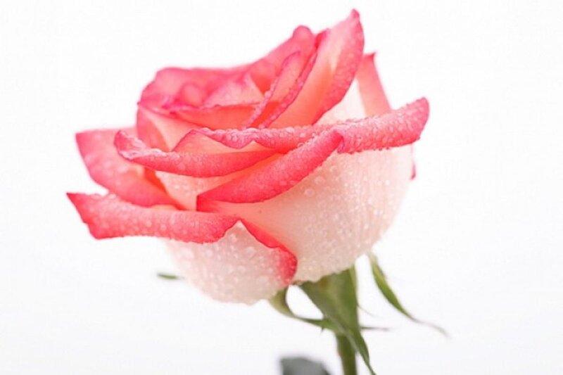 Pink Rose with Water Droplets — Serene, Photograph, Water Droplets, Stem, Petals