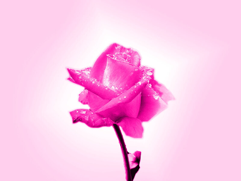 Pink Rose with Water Droplets — Serene, Photograph, Water Droplets, Stem