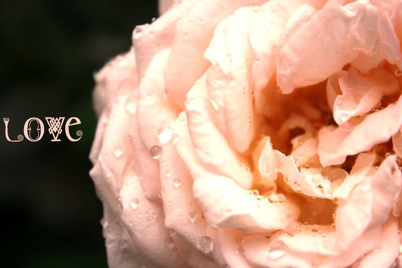 Pink Rose with Water Droplets — Serene, Photograph, Water Droplets, Text