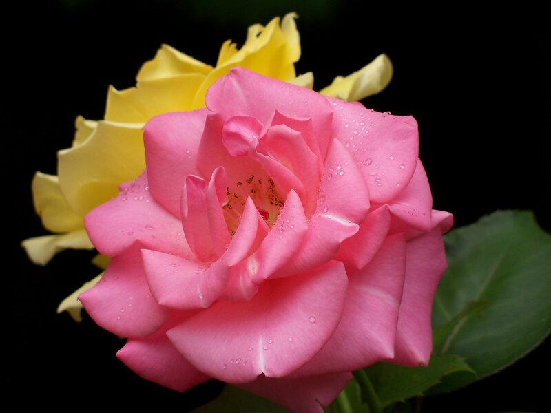 Pink Rose with Water Droplets — Serene, Photograph, Yellow Flower