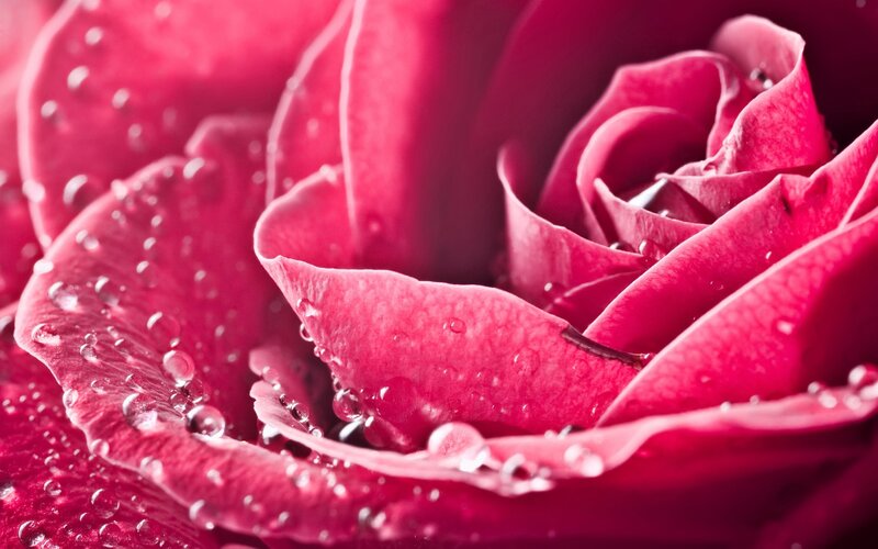 Pink Rose with Water Droplets — Serene, Red