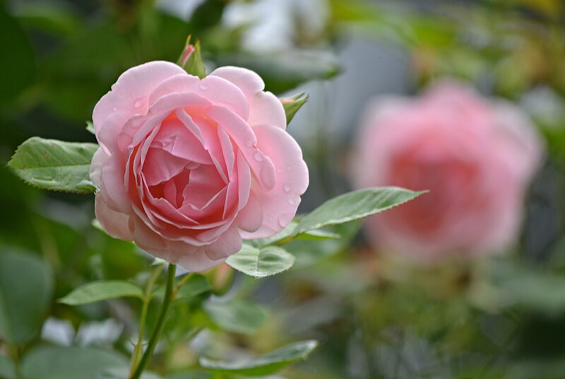 Pink Rose with Water Droplets — Serene, Spring, Photograph, Green Leaves, Bud