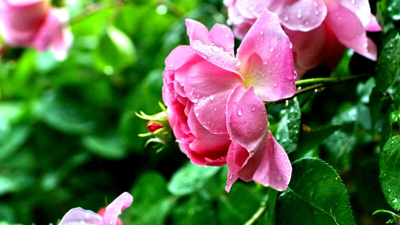 Pink Rose with Water Droplets — Serene, Spring, Photograph, Green Leaves