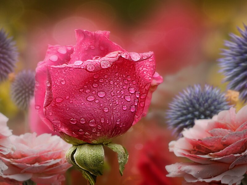 Pink Rose with Water Droplets — Serene, Spring, Photograph, Thistle
