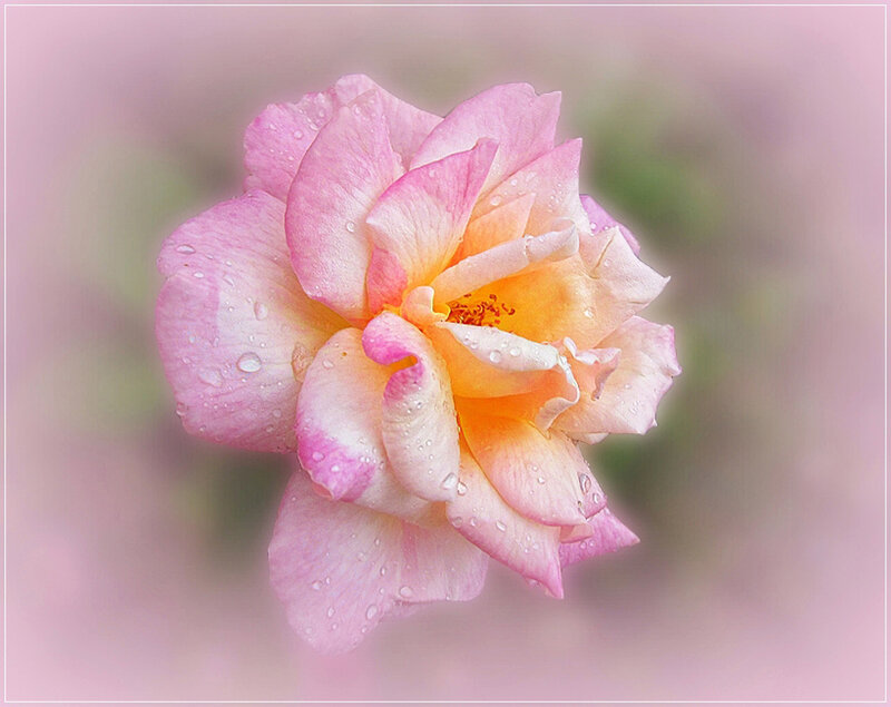 Pink Rose with Water Droplets — Serene, Spring, Photograph
