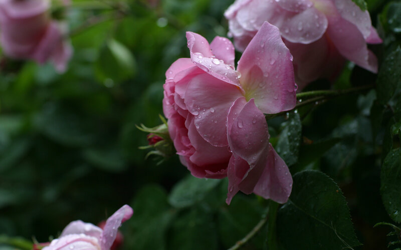 Pink Rose with Water Droplets — Serene, Spring, Photograph, Water Droplets