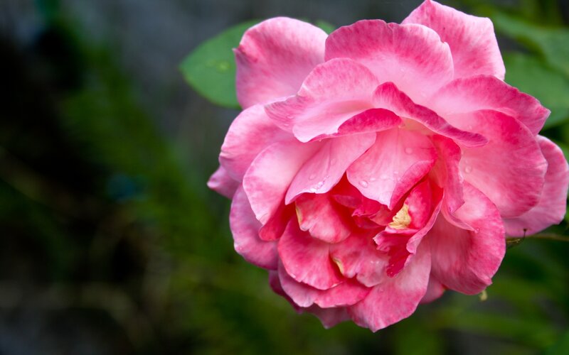 Pink Rose with Water Droplets — Serene, Spring
