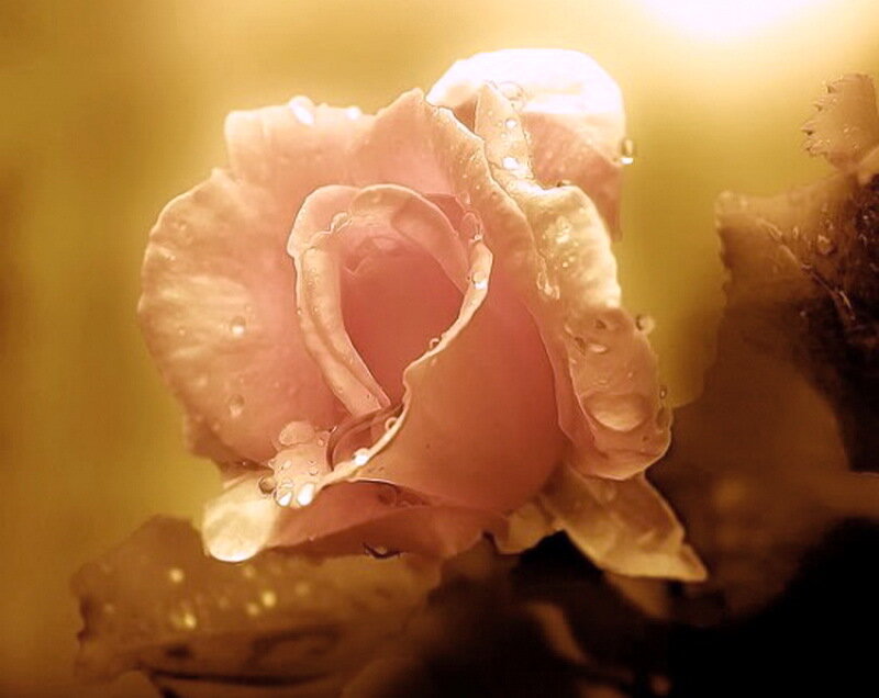 Pink Rose with Water Droplets — Serene, Sunset