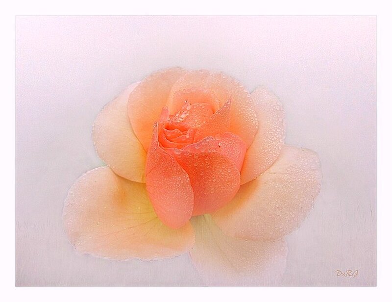 Pink Rose with Water Droplets — Serene