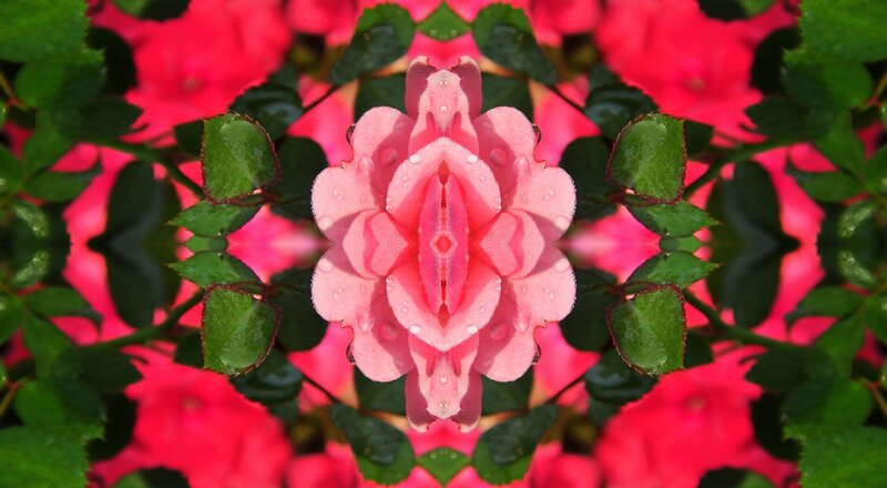 Pink Rose with Water Droplets — Vibrant, Afternoon