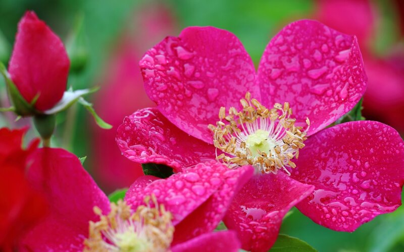 Pink Rose with Water Droplets — Vibrant, Spring