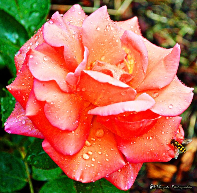 Pink Rose with Water Droplets — Vibrant
