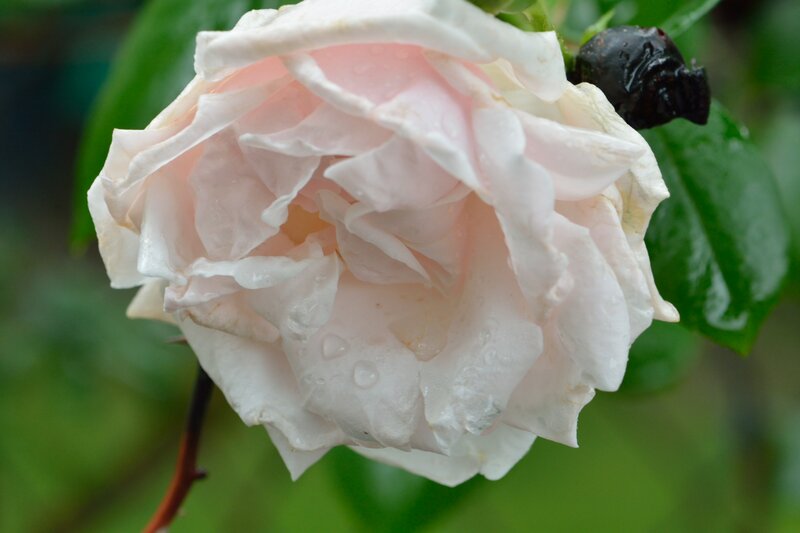 Pink Rose with Water Droplets — White