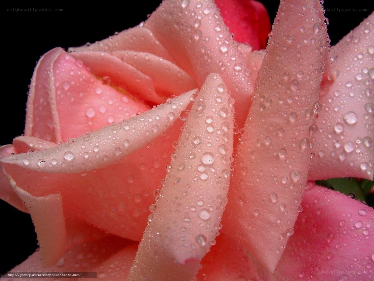 Pink rose with water droplets
