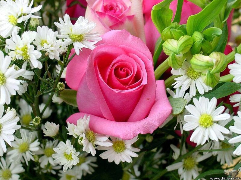 pink rose with white daisies