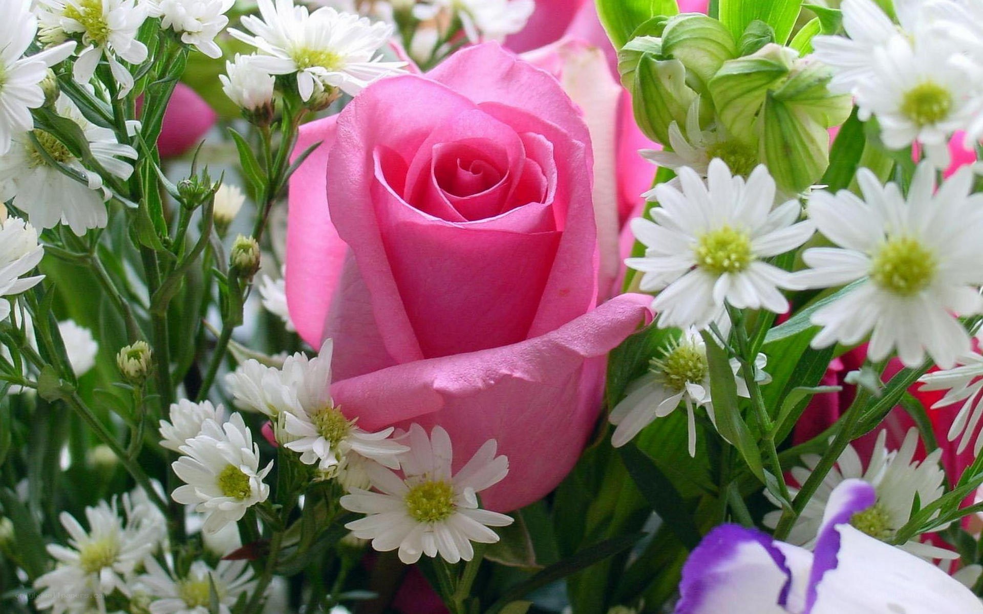 Pink rose with white daisies