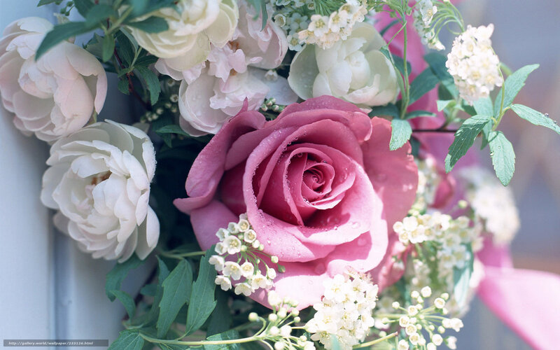 Pink rose with white flowers
