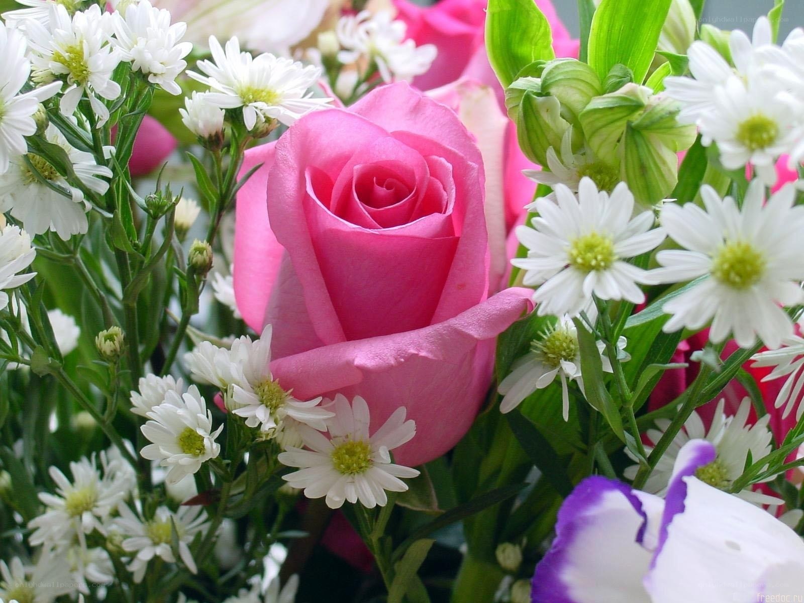 Pink rose with white flowers