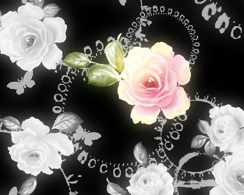 Pink Rose with White Roses — Black, Romantic