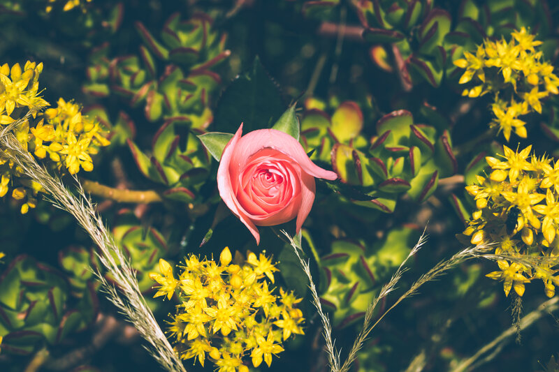 Pink rose with yellow flowers
