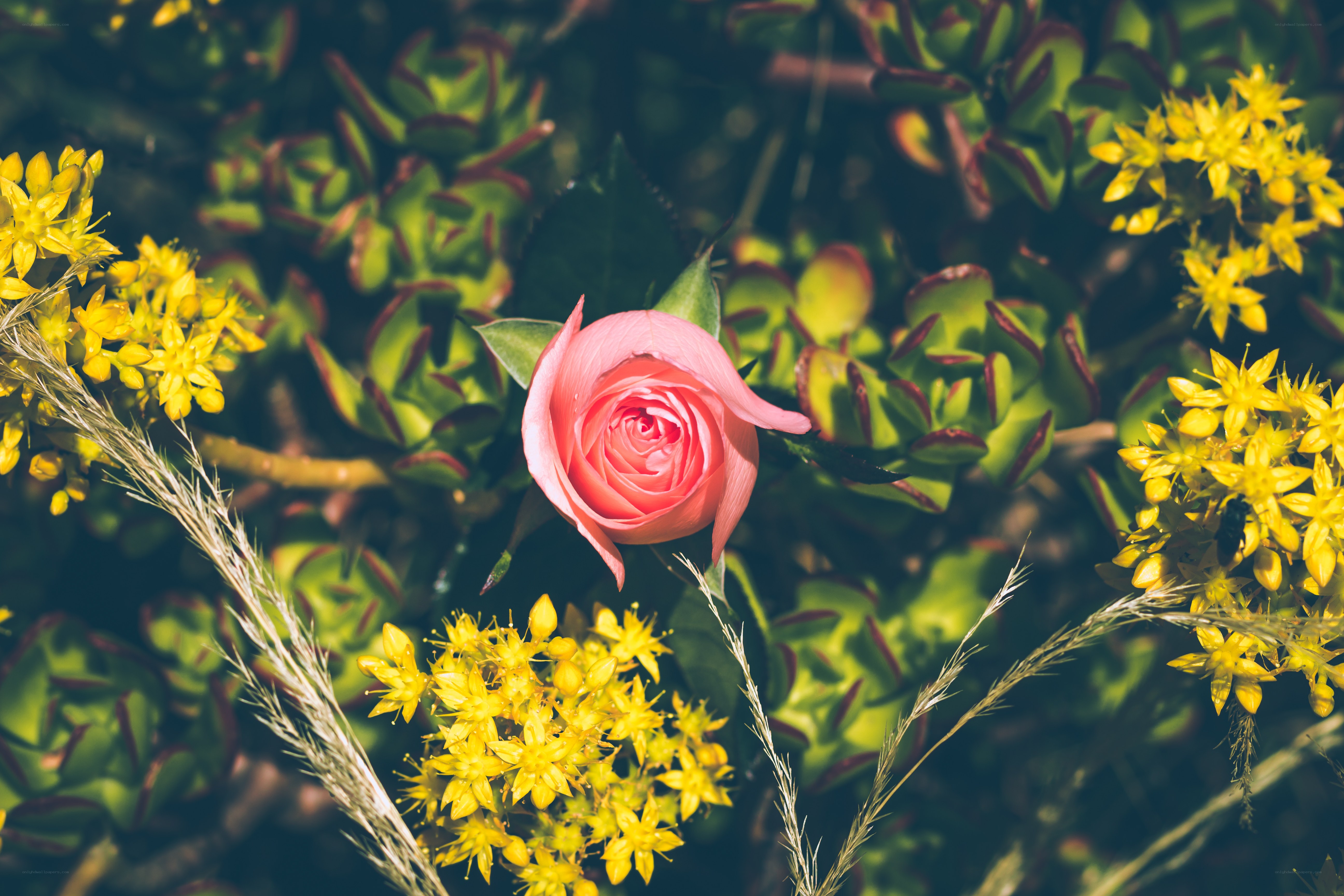 Pink rose with yellow flowers