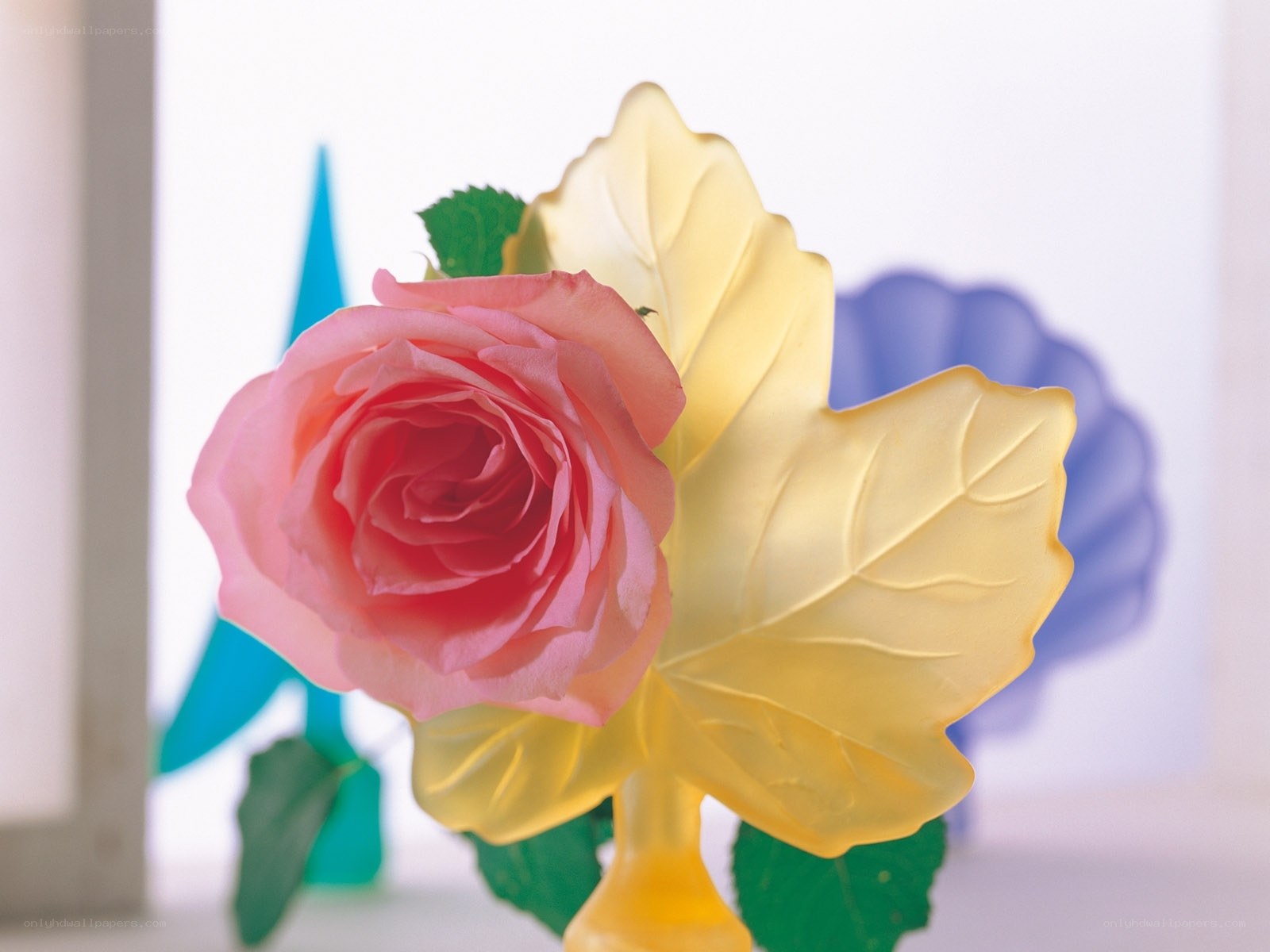 Pink rose with yellow leaves