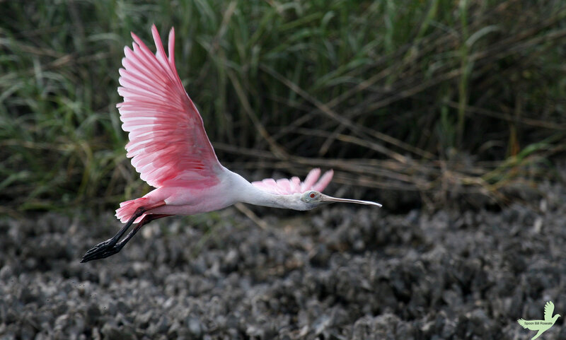 Pink roseate spoonbill in flight