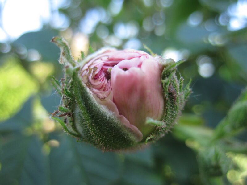 Pink Rosebud — Calm, Afternoon