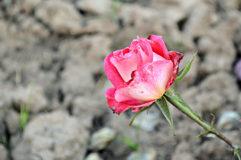 Pink Rosebud — Calm, Morning