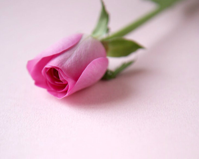 Pink Rosebud — Calm, Photograph, Stem