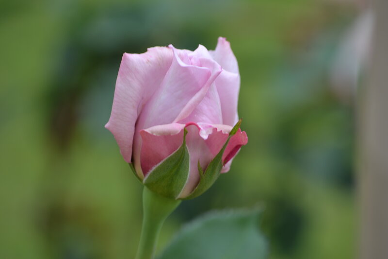 Pink Rosebud — Calm, Photograph