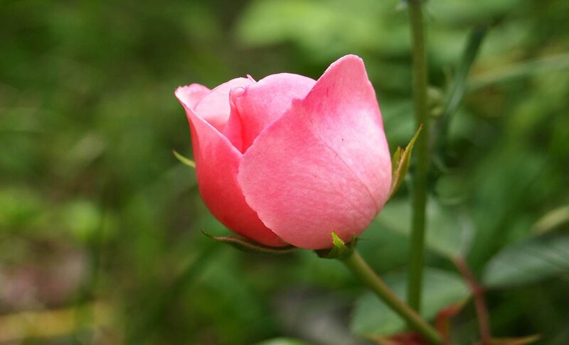 Pink Rosebud — Calm, Spring, Photograph, Green Leaves, Stem
