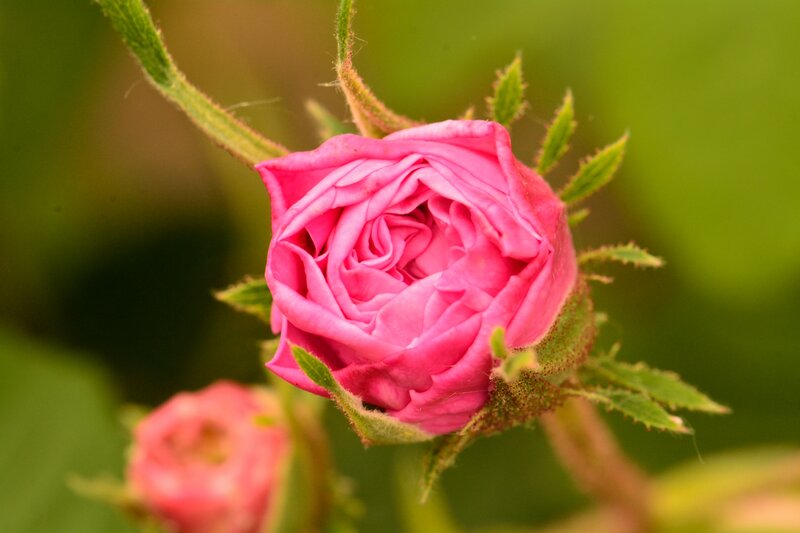Pink Rosebud — Calm, Spring, Photograph, Green Leaves