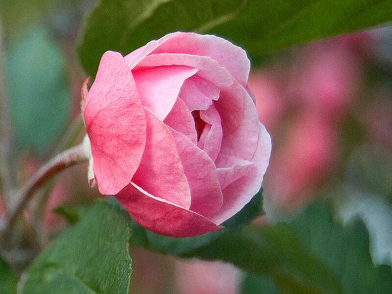 Pink Rosebud — Calm, Spring, Photograph