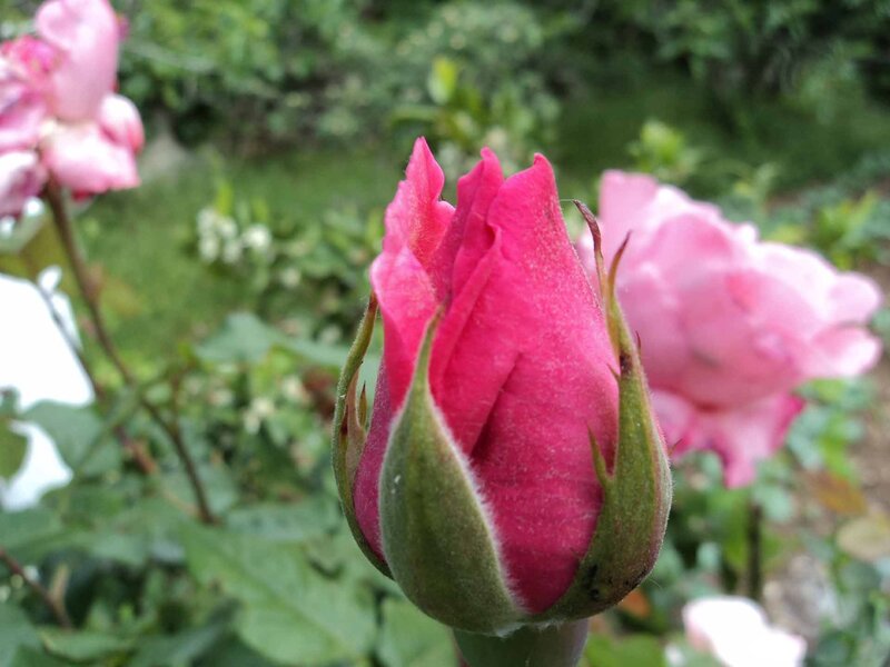 Pink Rosebud — Calm, Spring