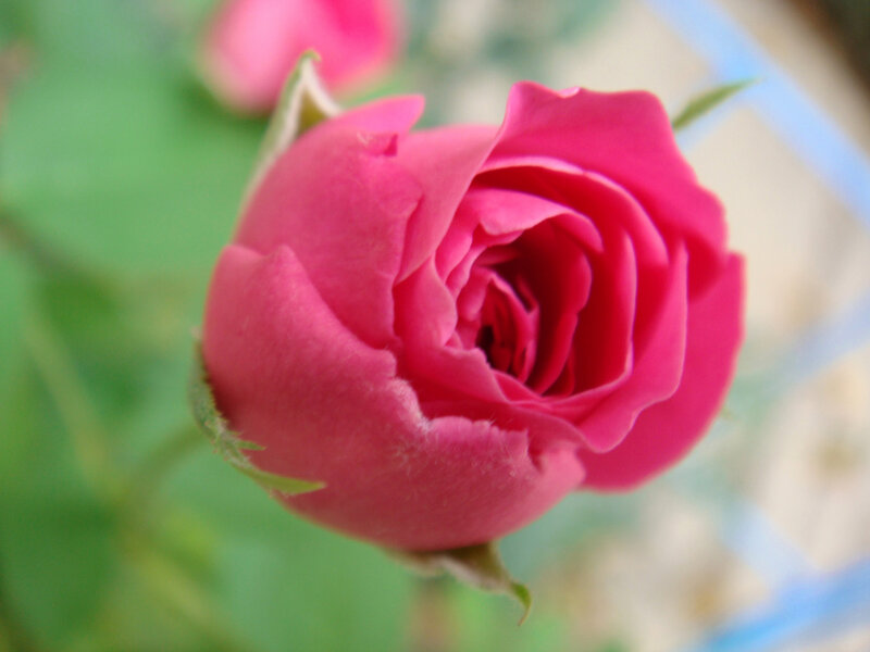 Pink Rosebud — Calm