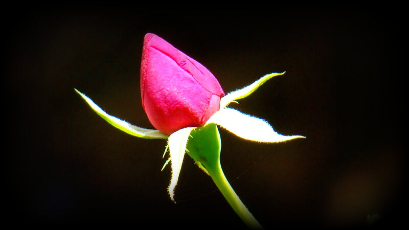 Pink Rosebud — Dramatic