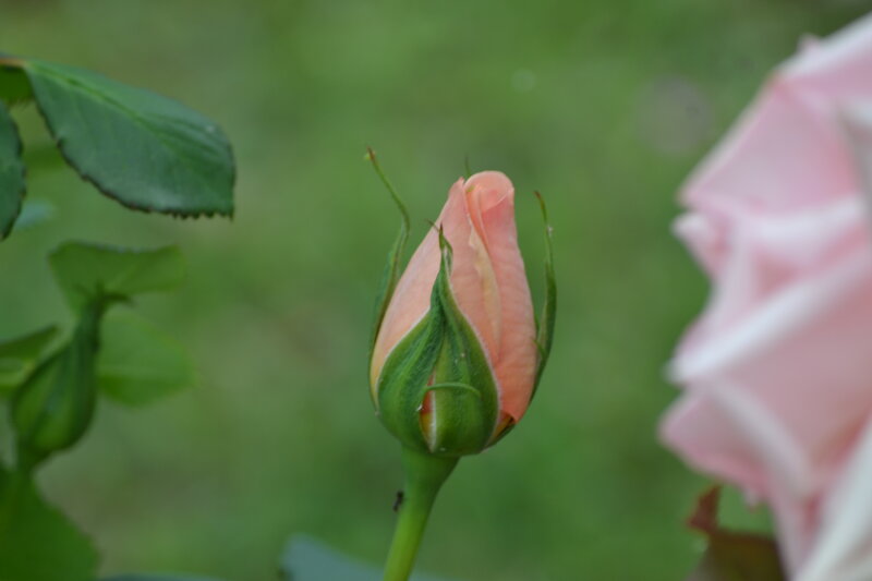 Pink Rosebud — Green