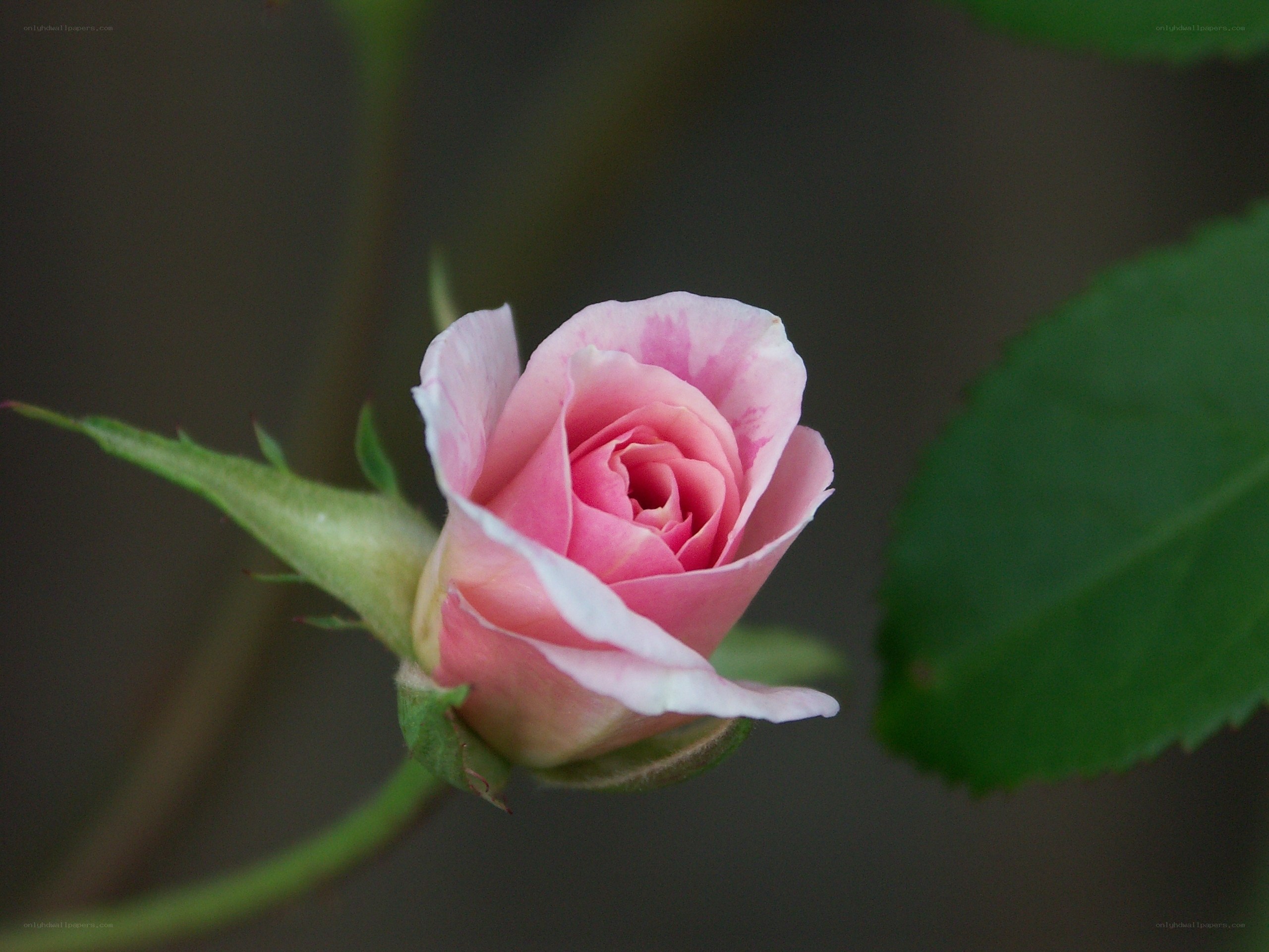 Pink rosebud in bloom